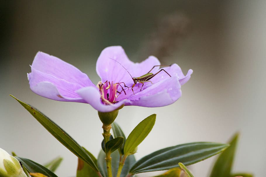 Small Grasshopper on Purple Flower, nature, bloom, spring, green HD wallpaper