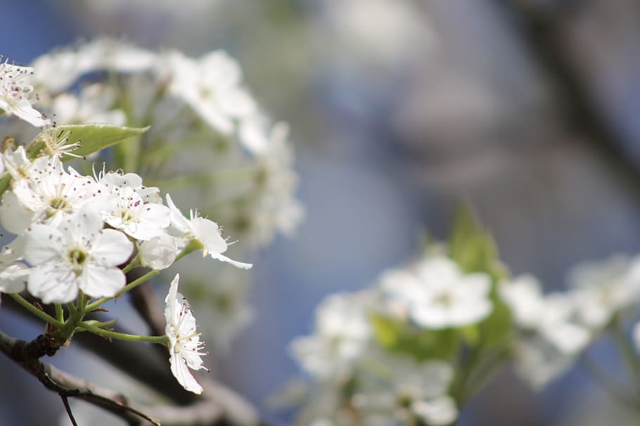 blooms, fruit blossoms, tree, spring, white, branch, flower HD wallpaper