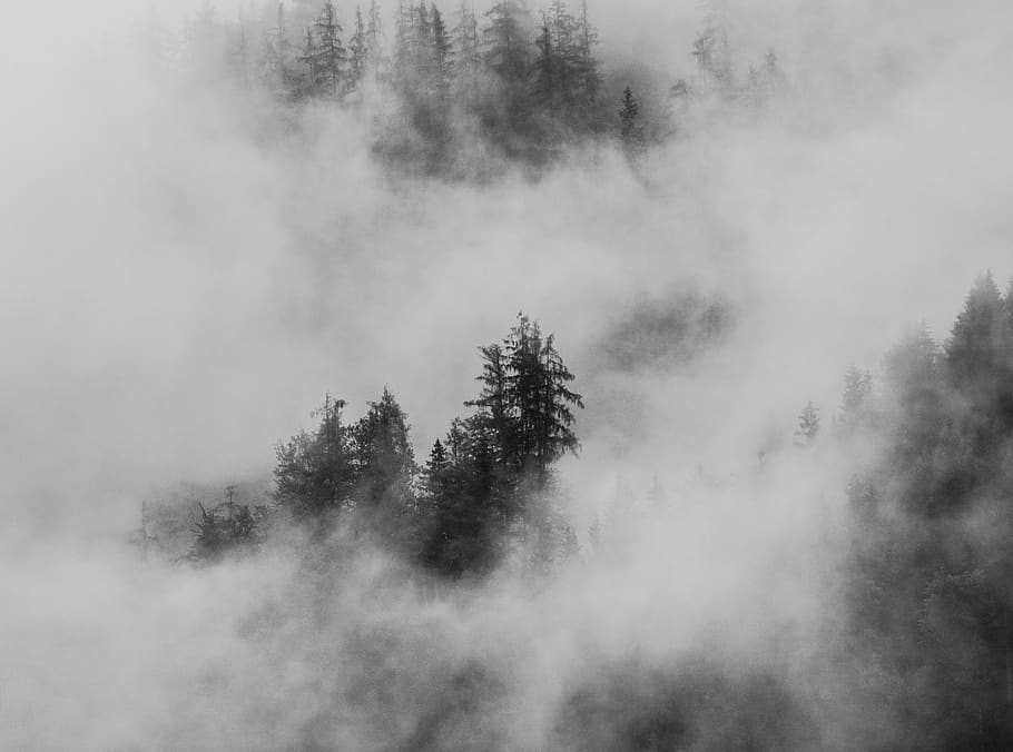 pine trees covered by clouds during daytime, nature, weather HD wallpaper