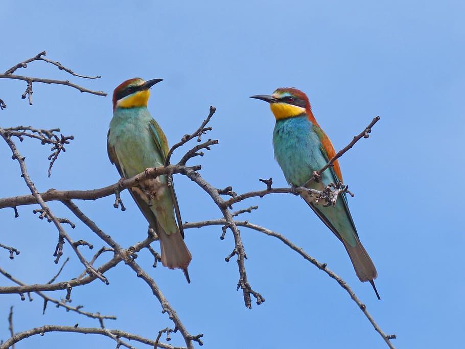 bee-eater, abellerol, merops apiaster, birds, almond tree, perching, HD wallpaper