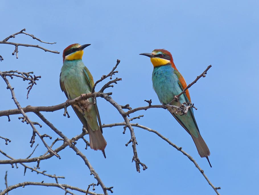 bee-eater, abellerol, merops apiaster, birds, almond tree, perching HD wallpaper