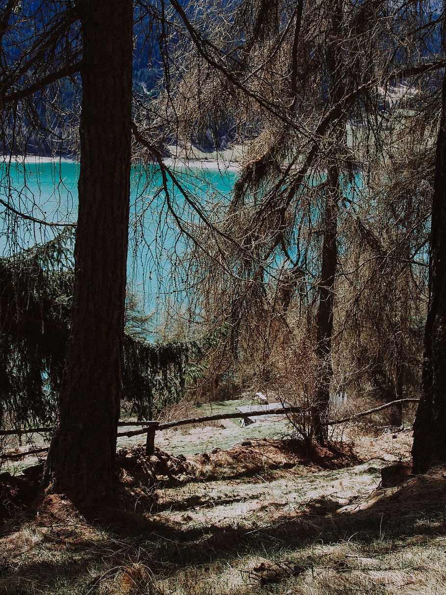 trees, lake, forest, plant, trunk, tree trunk, tranquility HD wallpaper