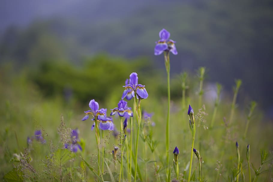 nature, flowers, outdoors, hayfields, grass, wildflower, plants HD wallpaper