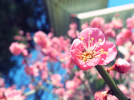 Hoa ume Nhật Bản là một loại hoa đẹp và độc đáo với nhiều sắc thái khác nhau. Hãy tạo bầu không khí yên bình và tươi sáng cho thiết bị của bạn với bộ sưu tập hình nền HD hoa ume Nhật Bản đầy màu sắc và phong phú.