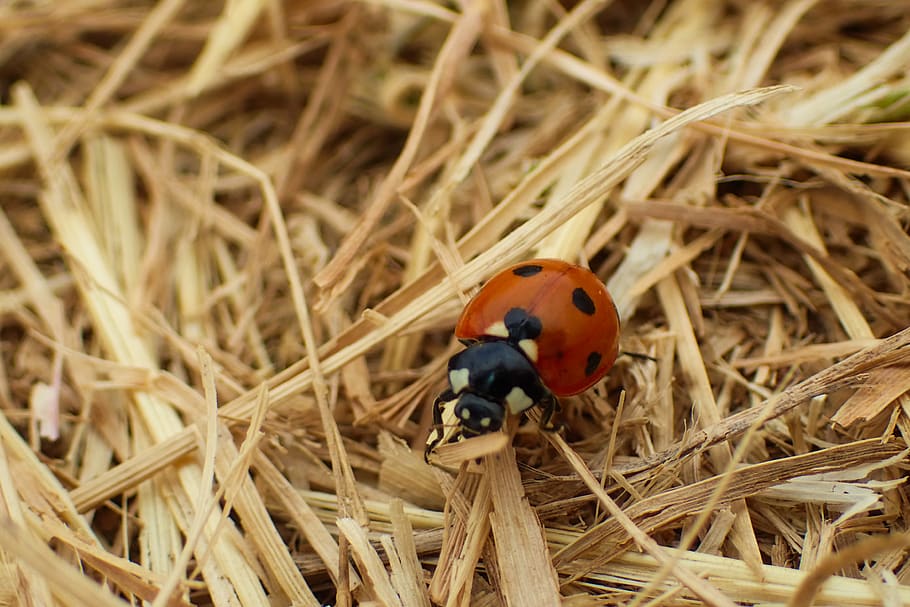 ladybug, beautiful, beetle, black, bloom, blossom, closeup HD wallpaper