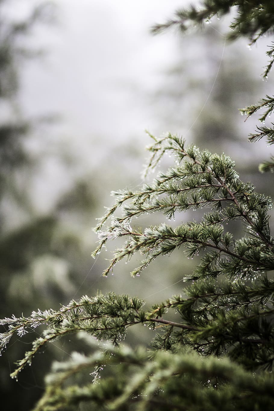 green pine tree, plant, growth, selective focus, beauty in nature HD wallpaper