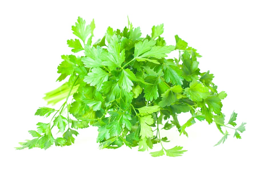 isolated, leaves, parsley, plant, spices, tasty, vegetables, HD wallpaper