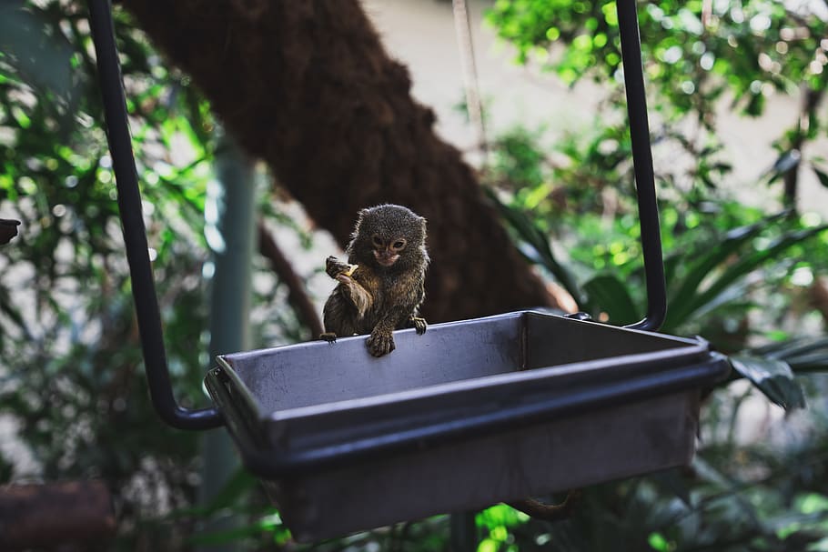 brown monkey on square gray bowl, animal wildlife, animal themes HD wallpaper