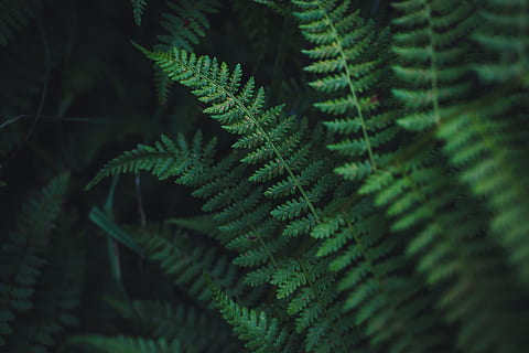 shallow focus photography of green plants, fern, leaf, leaves HD wallpaper