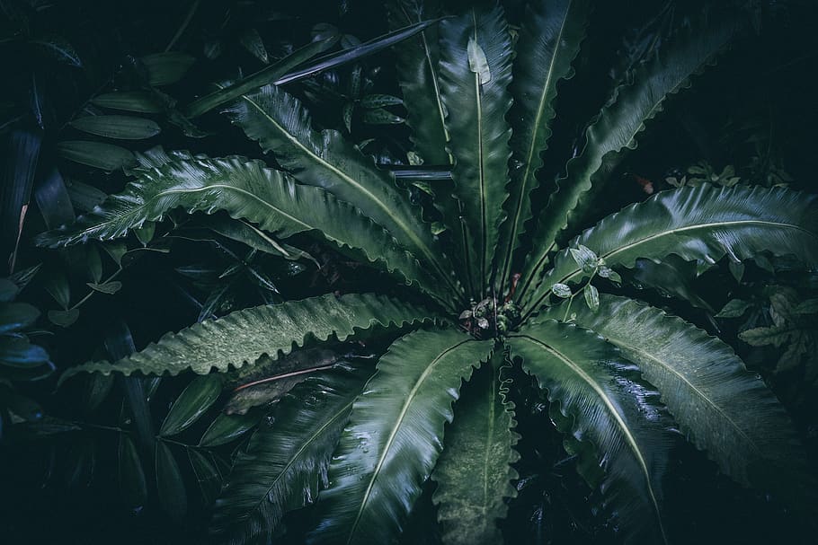 palm plant, vegetation, green, leaf, sea life, animal, turtle HD wallpaper