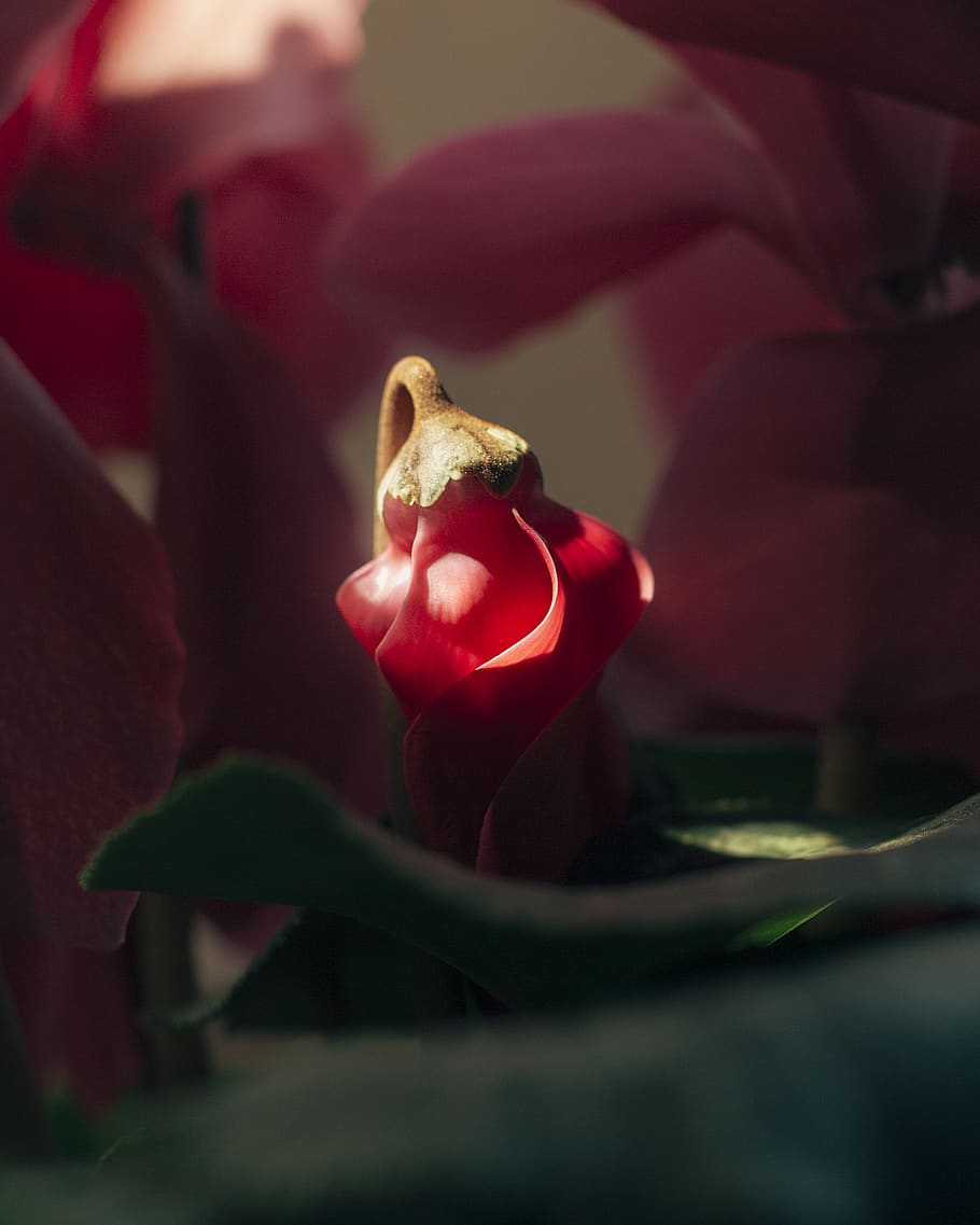red flower, plant, blossom, petal, animal, sea life, invertebrate HD wallpaper