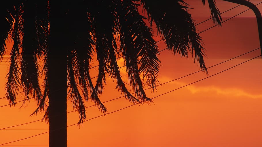 lying, the sun, palm, sunset, sky, tree, silhouette, orange color HD wallpaper