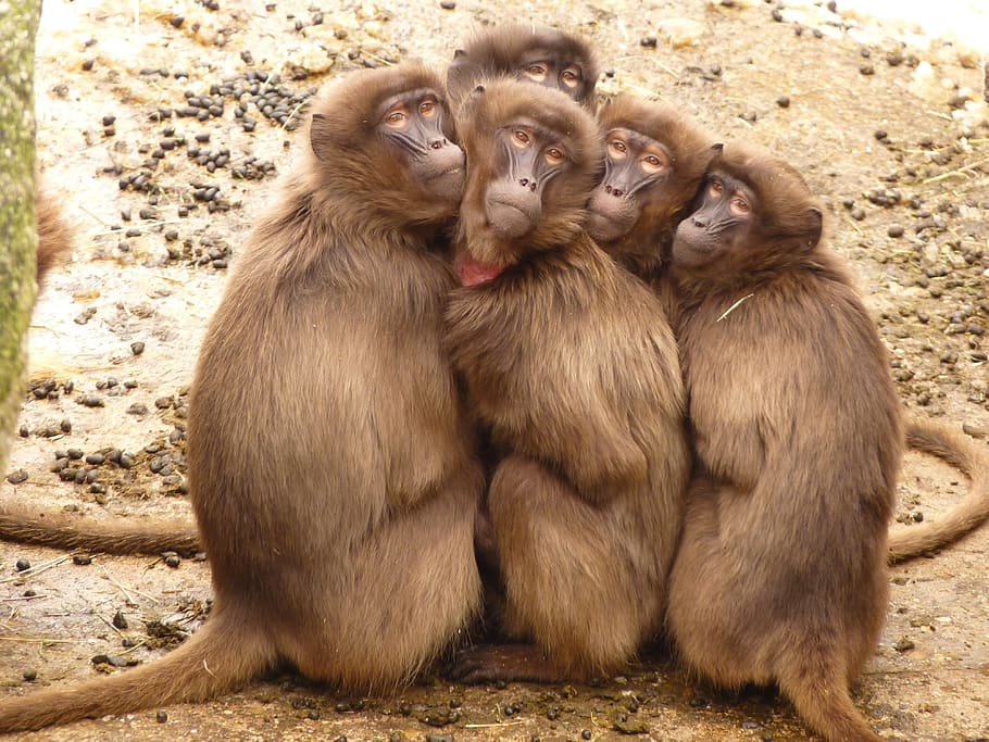 Five Monkey Huddled Together Outdoor during Daytime, animals HD wallpaper