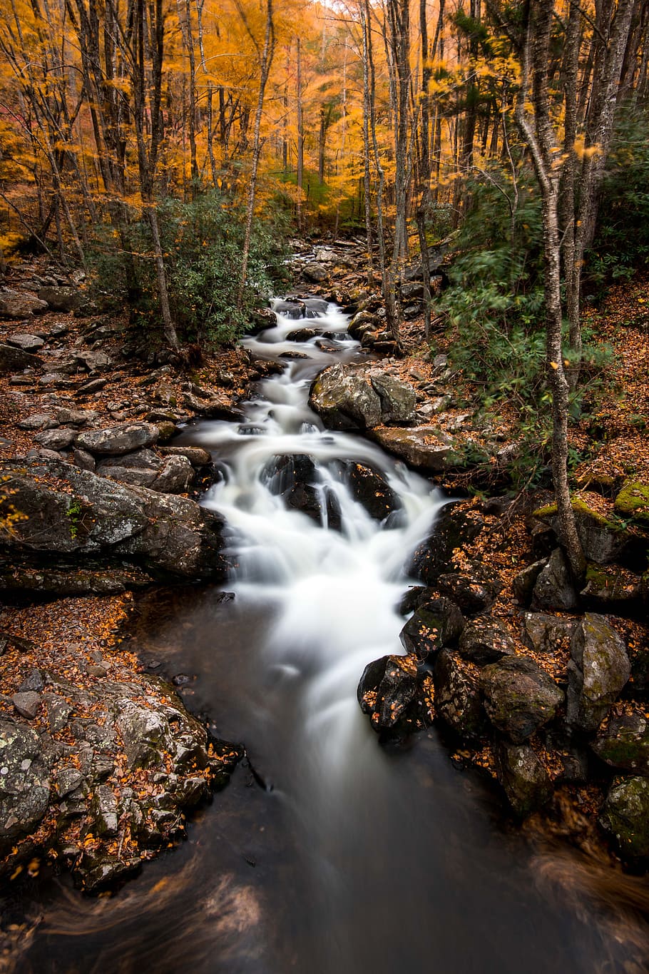 time-lapse photo of body of water surrounded by trees, forest HD wallpaper