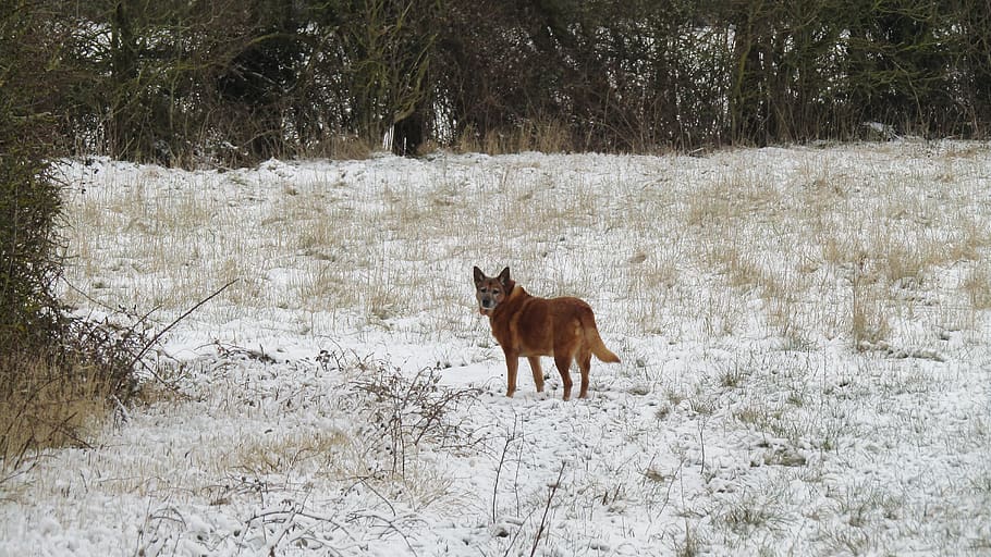 dog, winter, snow, animal themes, cold temperature, mammal HD wallpaper