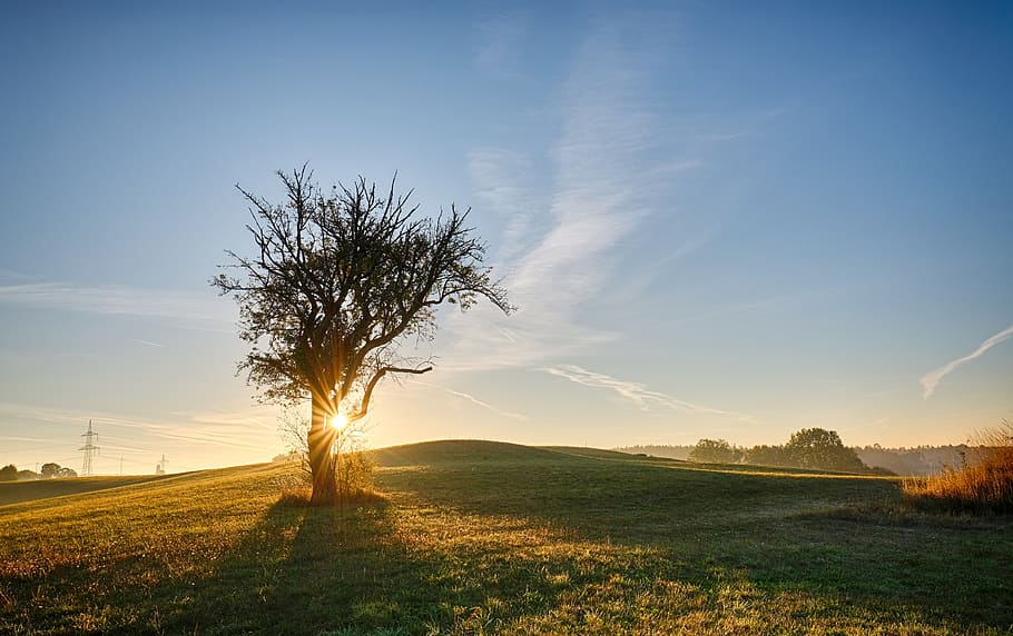 tree, sunbeam, sunrise, sunset, sunlight, twilight, landscape HD wallpaper