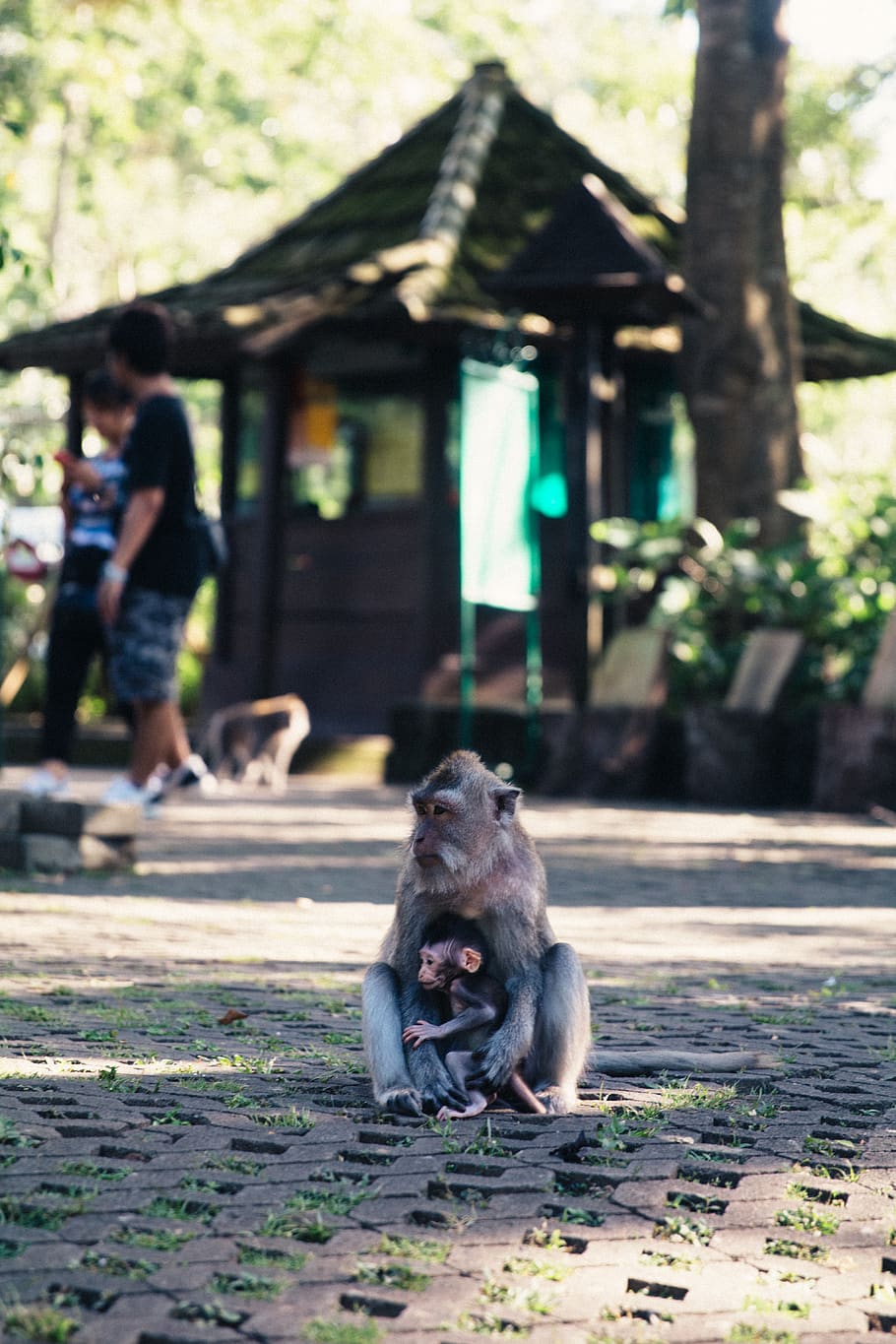 two monkey sitting on gray blocks during daytime, human, person HD wallpaper