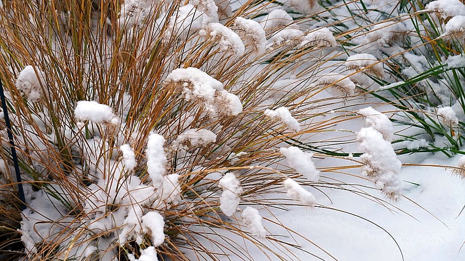 grasses, snow, winter, plant, cold temperature, growth, nature HD wallpaper