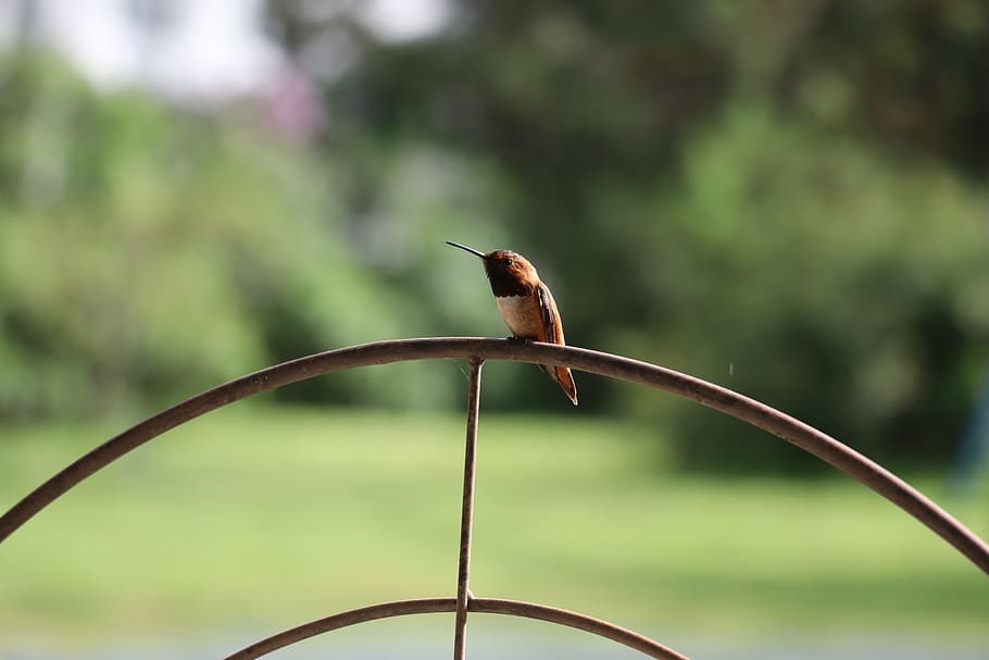 bird, feathered, beak, cute, hummingbird, wildlife, summer HD wallpaper