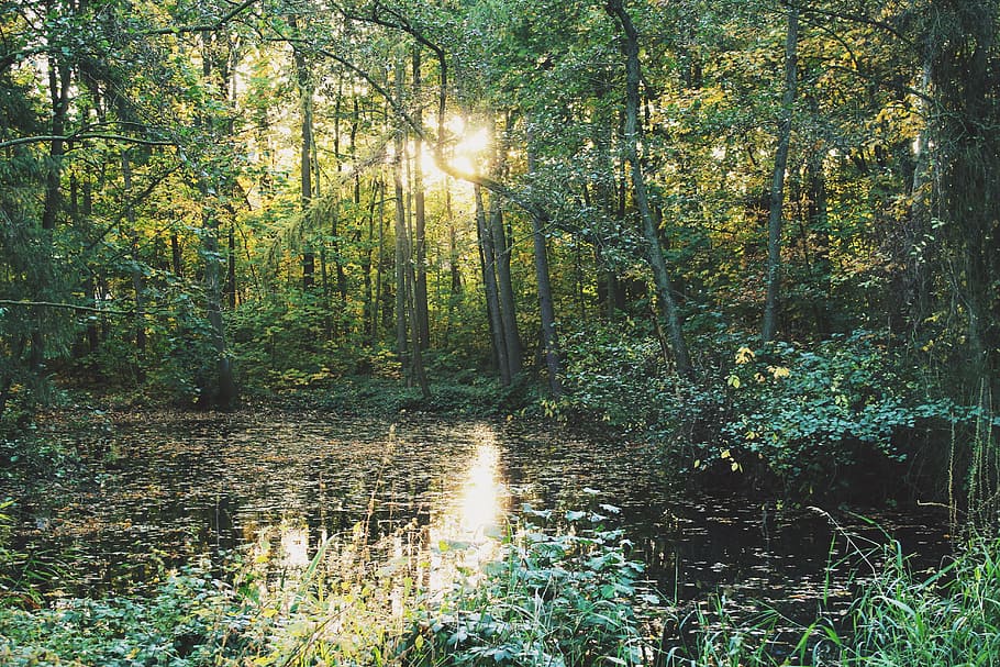 Body of Water Surrounded With Trees, environment, evening sun HD wallpaper