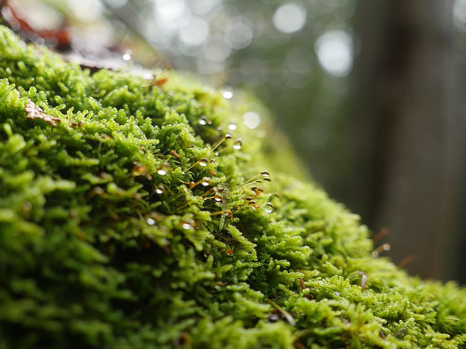 green, moss, forest, dew, green color, plant, growth, selective focus HD wallpaper
