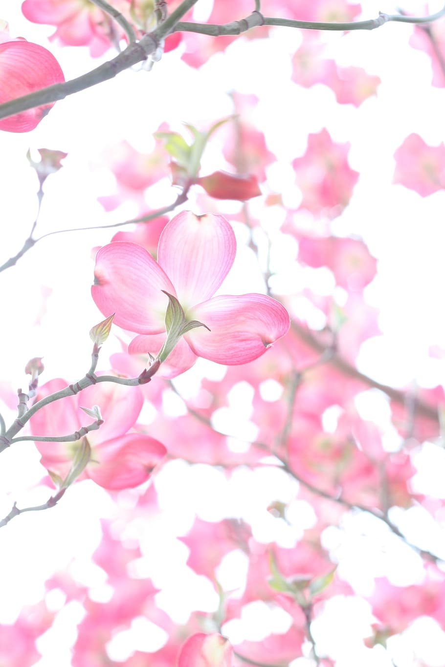 Closeup Photo of Cherry Blossoms, beautiful, blooming, branch HD wallpaper