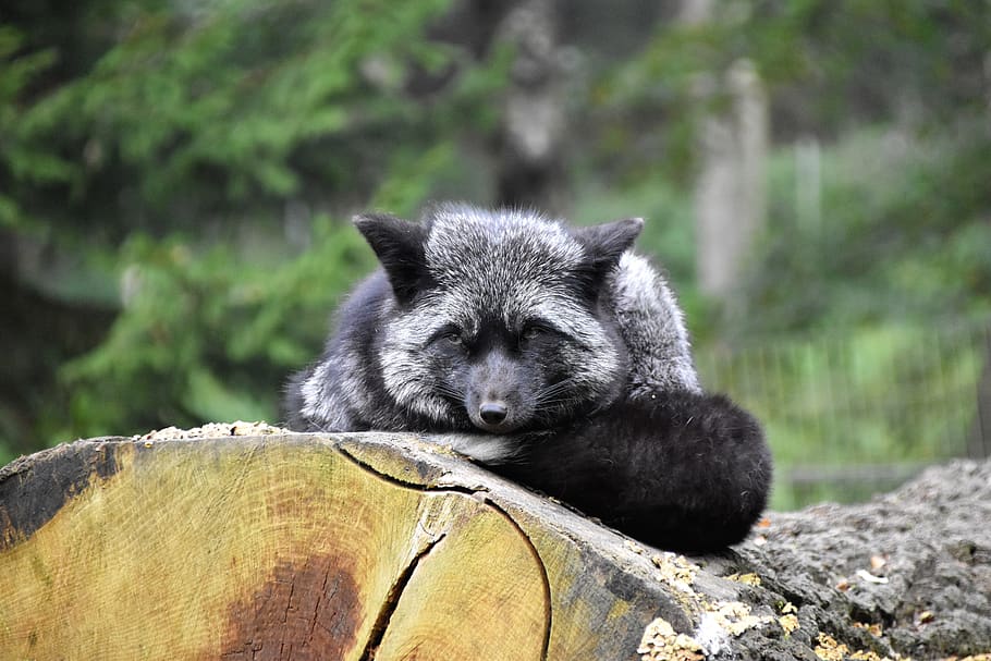 gray fox on tree trunk, animal themes, one animal, animal wildlife HD wallpaper