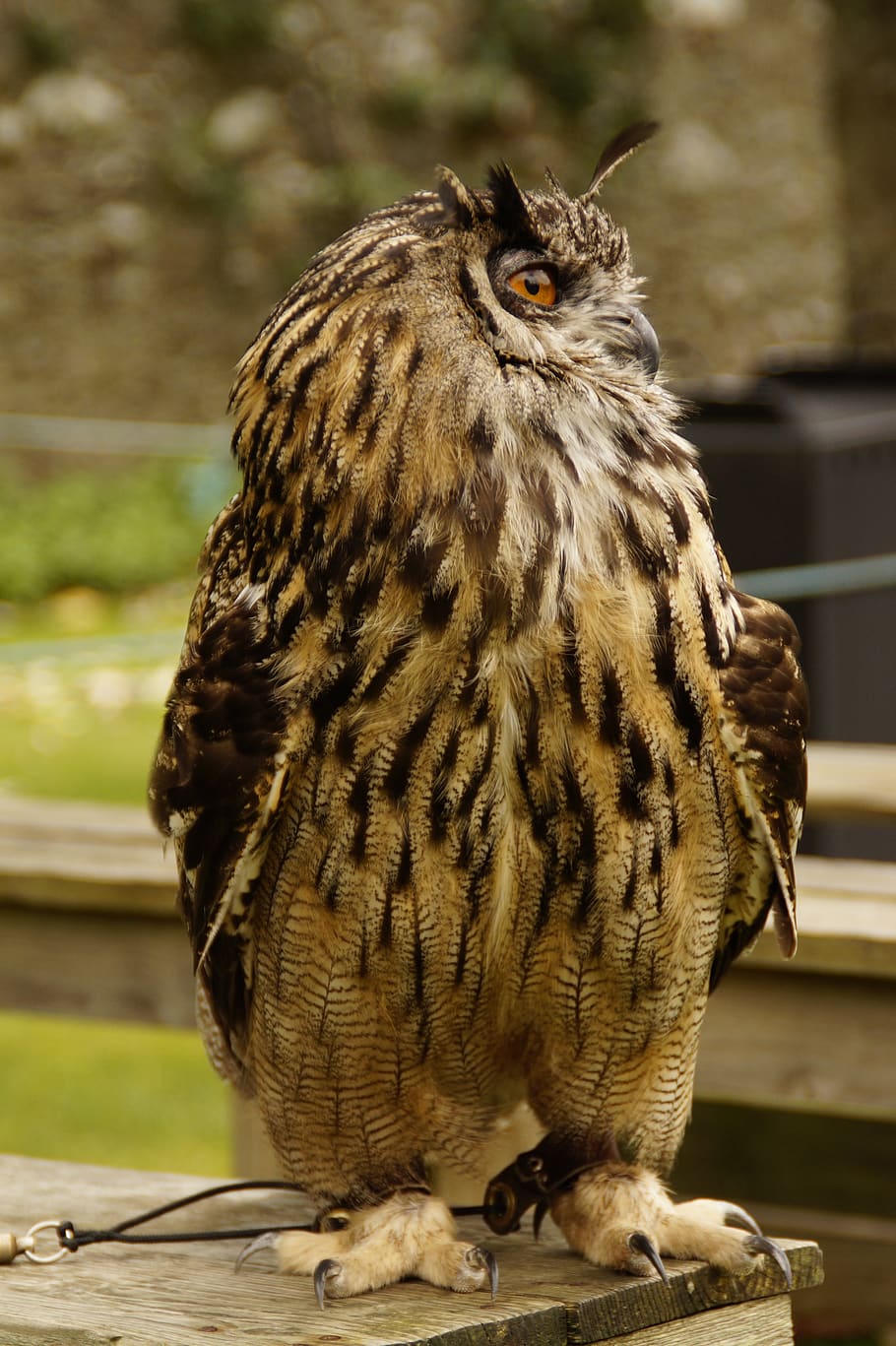 owl, eagle owl, falconry, bird, feather, animal world, plumage HD wallpaper