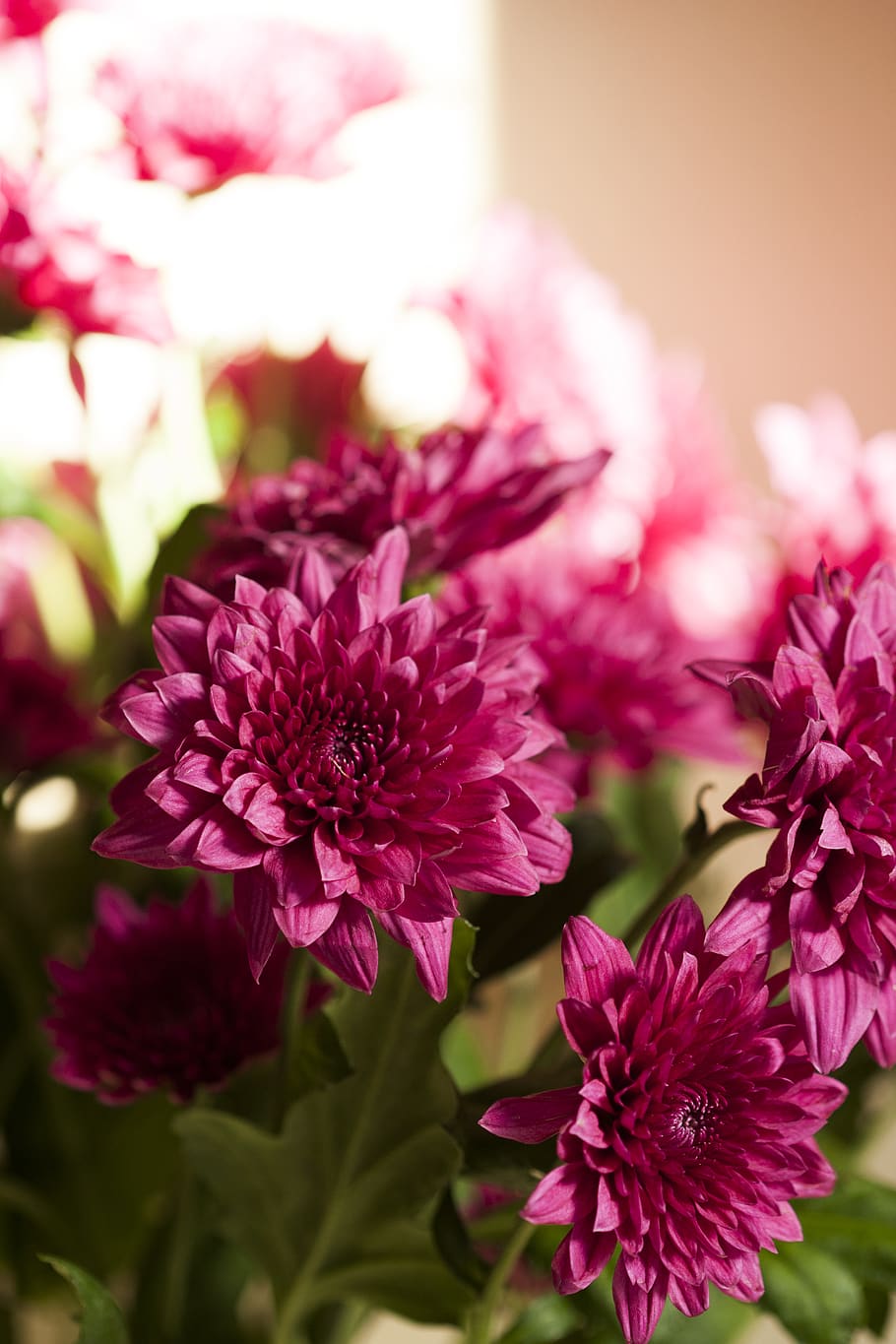 Close-Up Photo Of Pink Flowers, beautiful, bloom, blooming, blur HD wallpaper