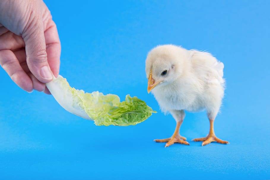 animal, bird, young bird, animal themes, blue, young animal HD wallpaper