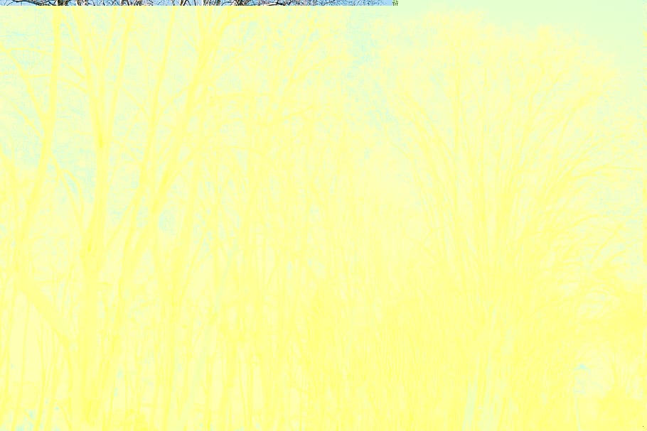 brown leafless trees, grass, plant, vegetation, forest, woodland HD wallpaper