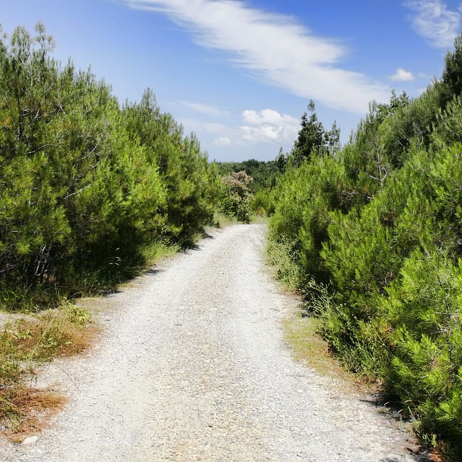 Road, forest, sky, trees, blue, plant, direction, growth, the way forward HD wallpaper