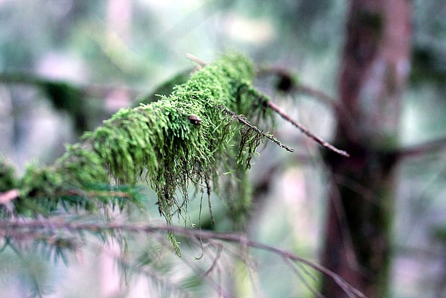 branch, moss, nature, forest, tree, plant, growth, green color HD wallpaper