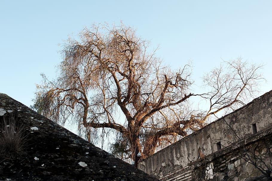 tree, houses, dl, sky, architecture, built structure, plant HD wallpaper