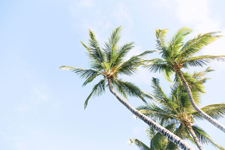 coconut, tree, plant, nature, farm, blue, sky, palm tree, tropical climate HD wallpaper