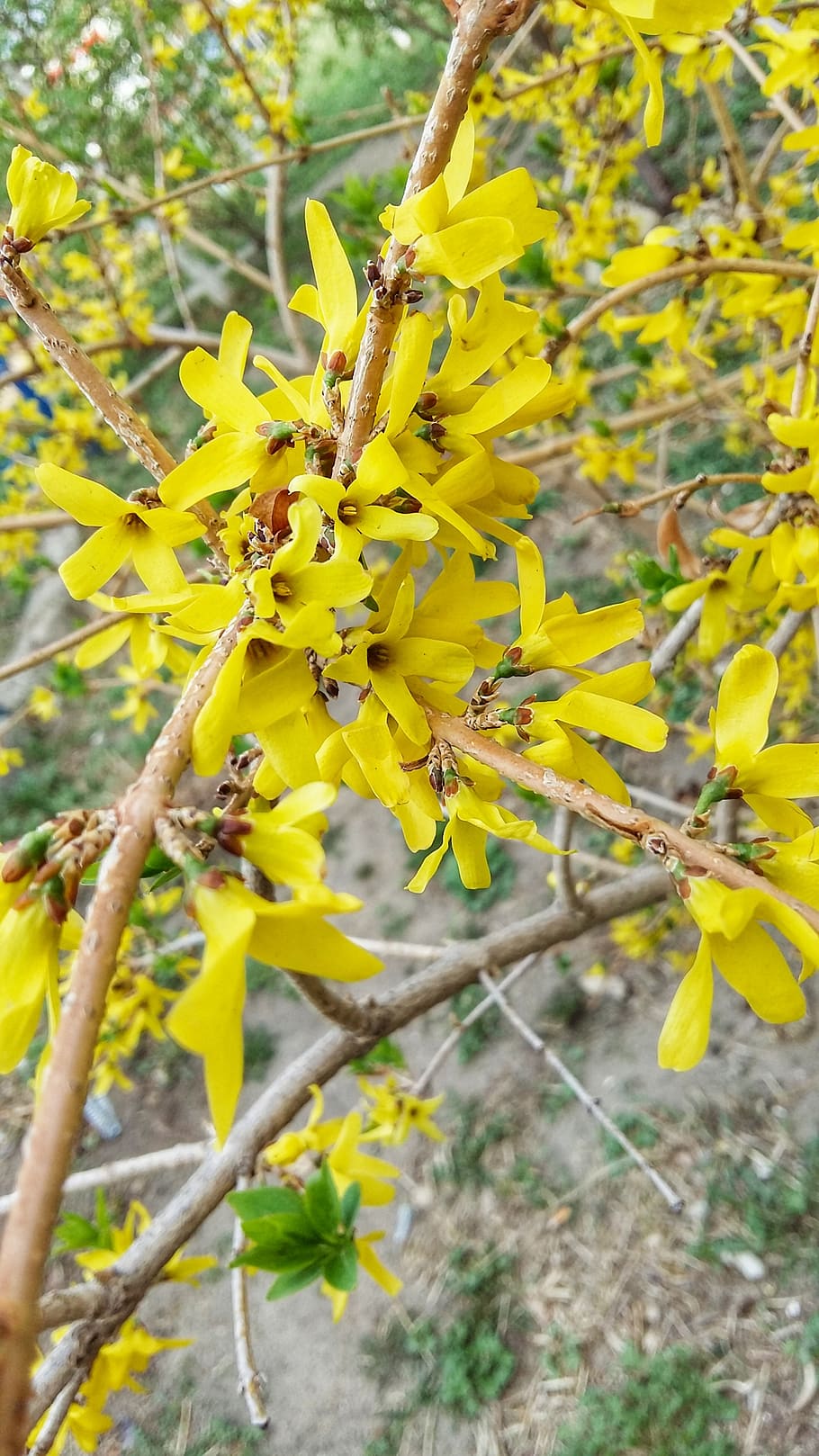 spring, bloom, yellow, flowers, colorful, garden, beautiful HD wallpaper