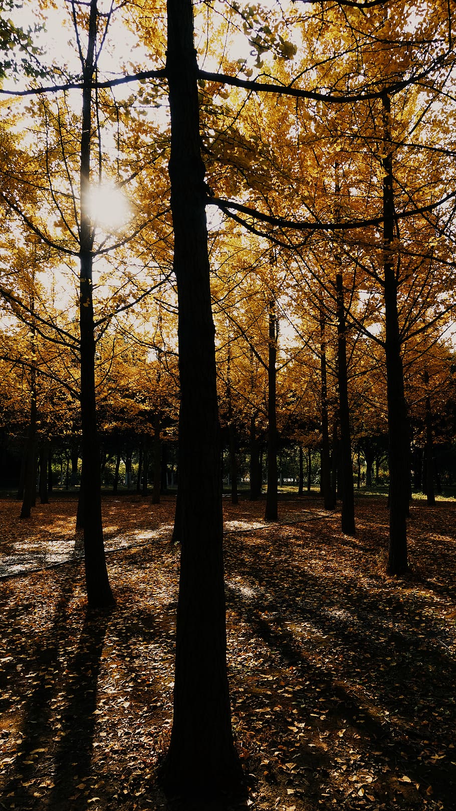 china, olympic forest park, tree, plant, autumn, nature, growth HD wallpaper