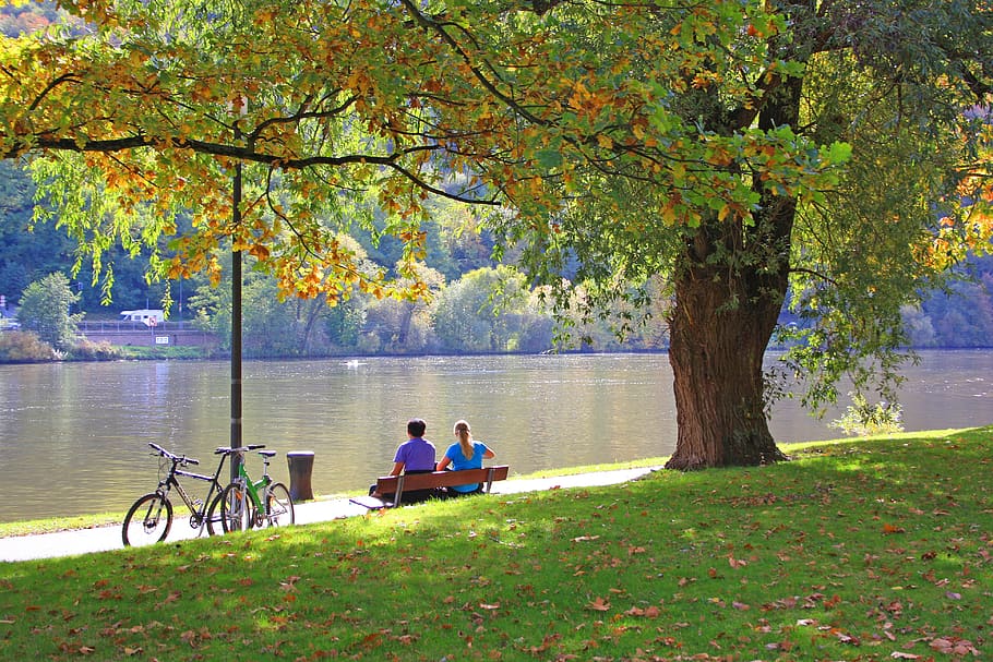 tree, nature, park, leaf, autumn, waters, idyllic, schönwetter HD wallpaper