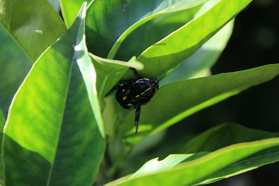beetle, nature, insect, plant part, leaf, invertebrate, animals in the wild HD wallpaper