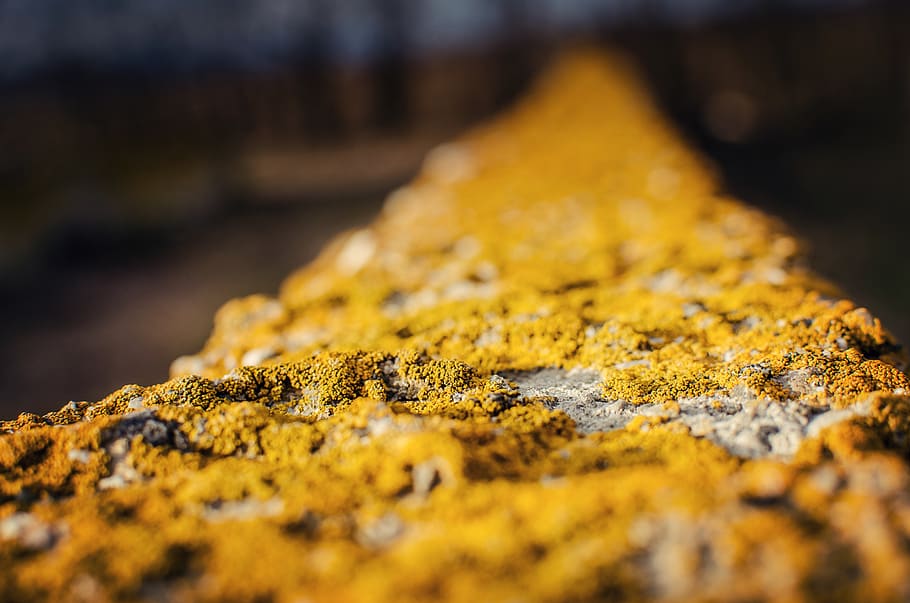 yellow, moss, texture, old, bokeh, selective focus, close-up HD wallpaper