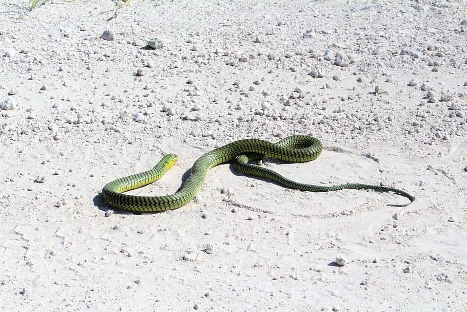 africa, namibia, etosha, safari, snake, reptile, sand, close up, HD wallpaper