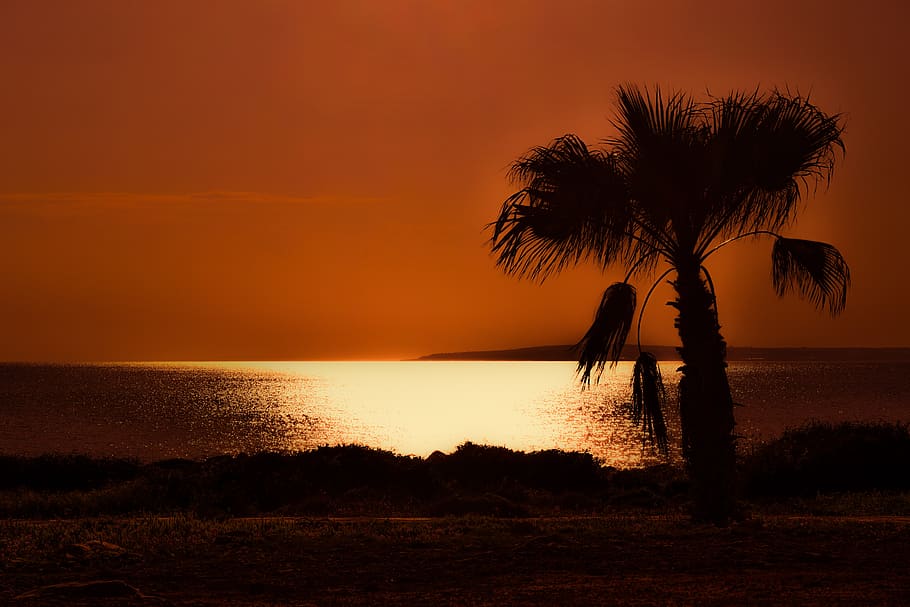 palm tree, sunset, sea, ocean, island, romantic, exotic, silhouette HD wallpaper
