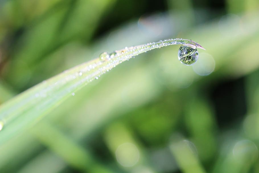 dewdrop, meadow, macro, nature, drop of water, plant, wet, close-up HD wallpaper