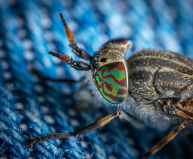 brown and black fly, garden spider, invertebrate, insect, animal HD wallpaper