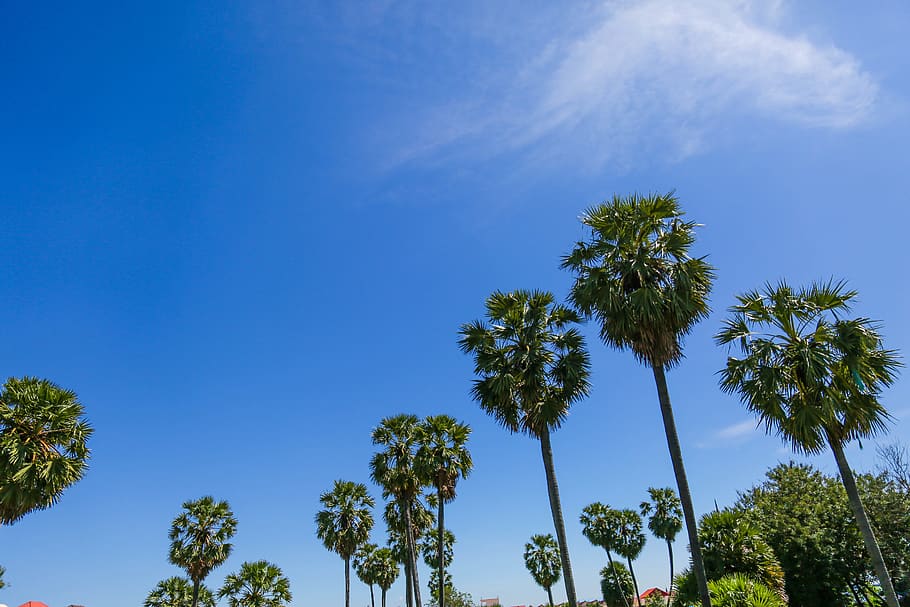 cambodia, phnom penh, palm tree, sky, plant, blue, low angle view