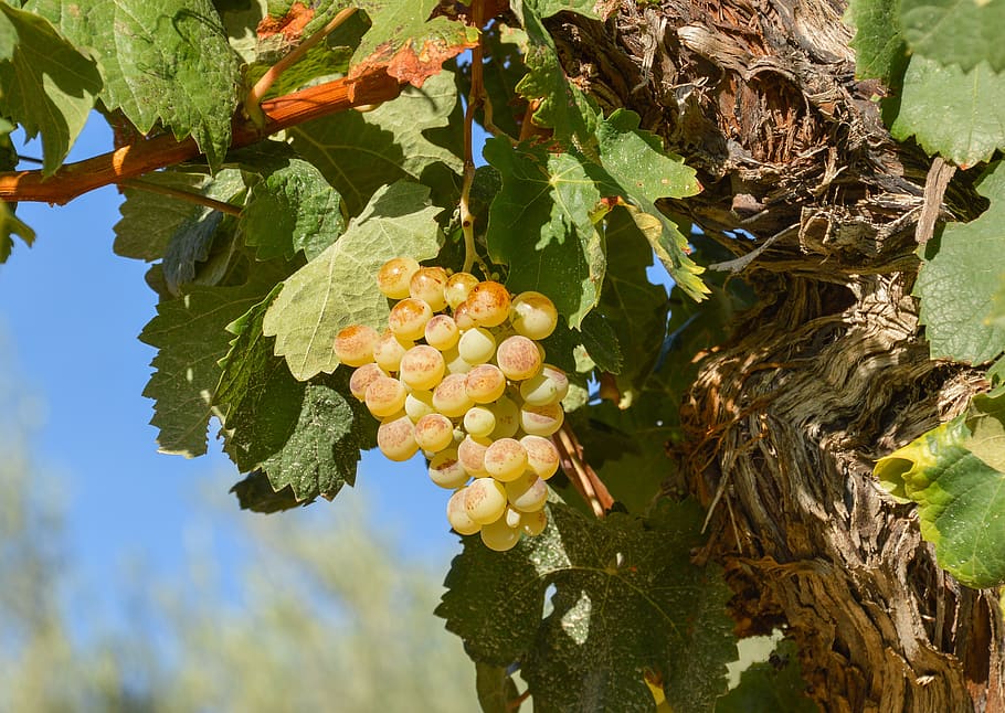grape, nature, leaf, fruit, green, grapes, healthy, fruits HD wallpaper