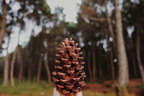 Mahameru Hintergrundbild