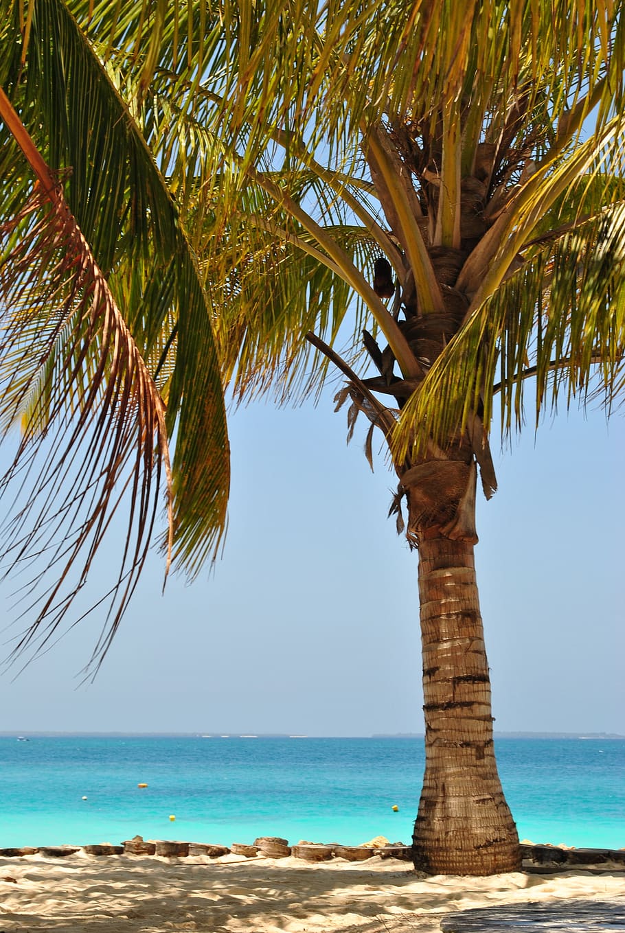 mexico, tulum, palm tree, sea, water, sky, tropical climate HD wallpaper