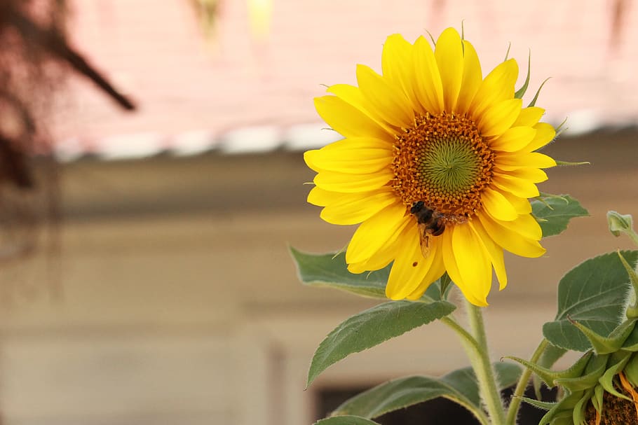 blossom, sunflower, wasp, vegetable, garden, bug, yellow, summer HD wallpaper