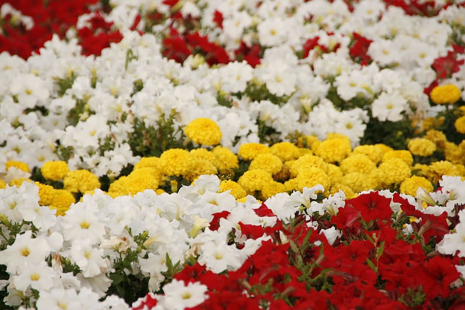 background, yellow, beautiful, red, bloom, colorful, floral HD wallpaper